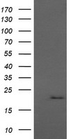 ANAPC11 Antibody