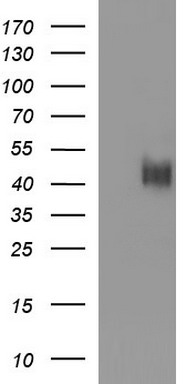 CD33 Antibody
