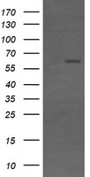 CD19 Antibody