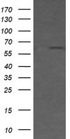 CD19 Antibody