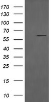CD19 Antibody
