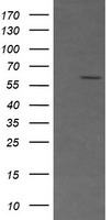 CD19 Antibody