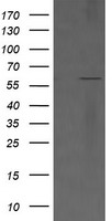 CD19 Antibody