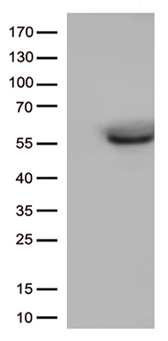 CD33 Antibody