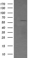 CD19 Antibody