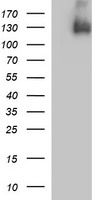 PDGFRB Antibody