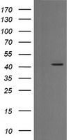EGFR Antibody