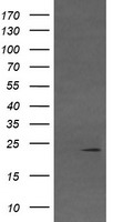VHL Antibody