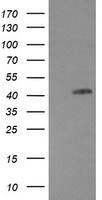 EGFR Antibody