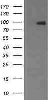NCAM1 Antibody