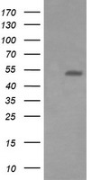 ERG Antibody