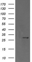 Kallikrein 8 Antibody