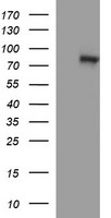 DNM1L Antibody