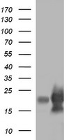 Lysozyme Antibody