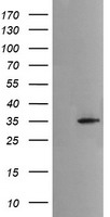 MSI2 Antibody