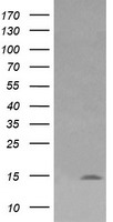 Lysozyme Antibody