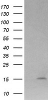 LYZ Antibody