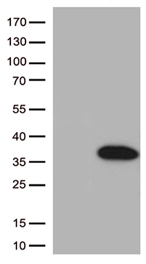 BCL2L1 Antibody