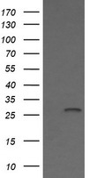 Kallikrein 8 Antibody