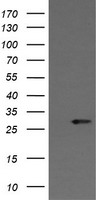 Kallikrein 8 Antibody