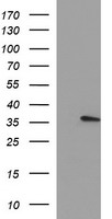 Kallikrein 8 Antibody
