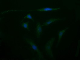 ENG Antibody