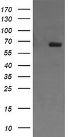 ENG Antibody