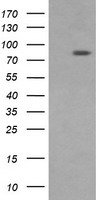 DRP1 Antibody