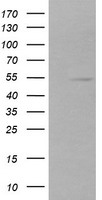 ZFP38 Antibody