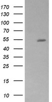 ZFP38 Antibody