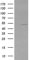 ZFP38 Antibody