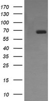 ENG Antibody