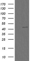 CHGA Antibody