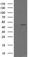 Chromogranin A Antibody
