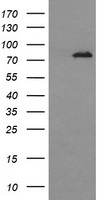 DNM1L Antibody