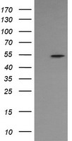 ERG Antibody