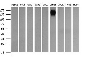 CD45 Antibody