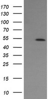 ERG Antibody