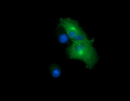 CHGA Antibody