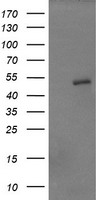 ZFP38 Antibody