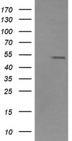 ZFP38 Antibody