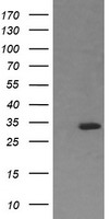 RARRES1 Antibody