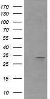 RARRES1 Antibody