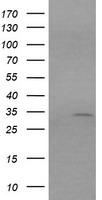 RARRES1 Antibody