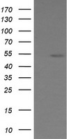 ERG Antibody