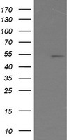 ERG Antibody