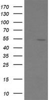 ERG Antibody