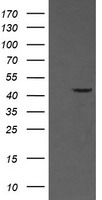 MEK1 Antibody