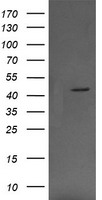 MEK1 Antibody