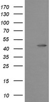 MEK1 Antibody